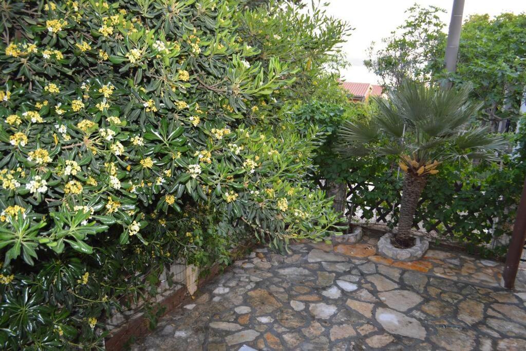 Apartment In Maslenica